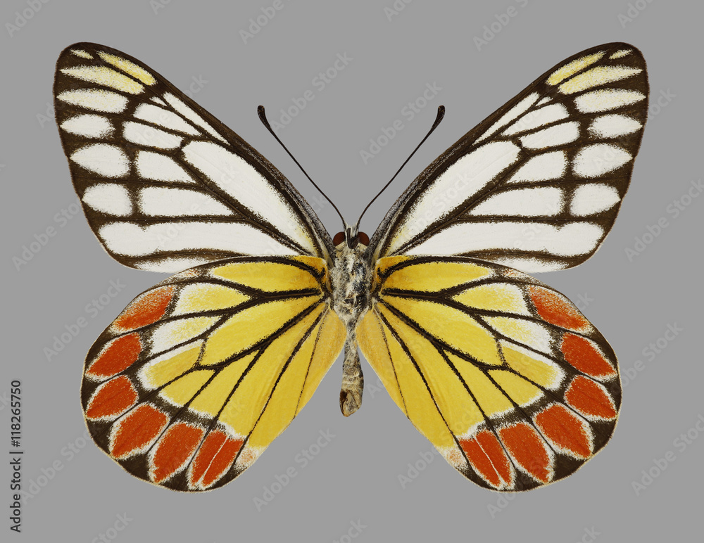 Obraz premium Butterfly Delias eucharis (Common Jezebel) (underside) on a gray background