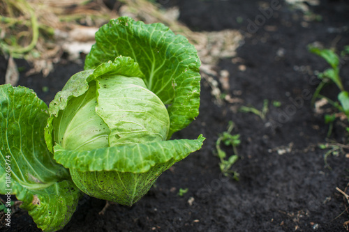 Fresh harvesting cabbage