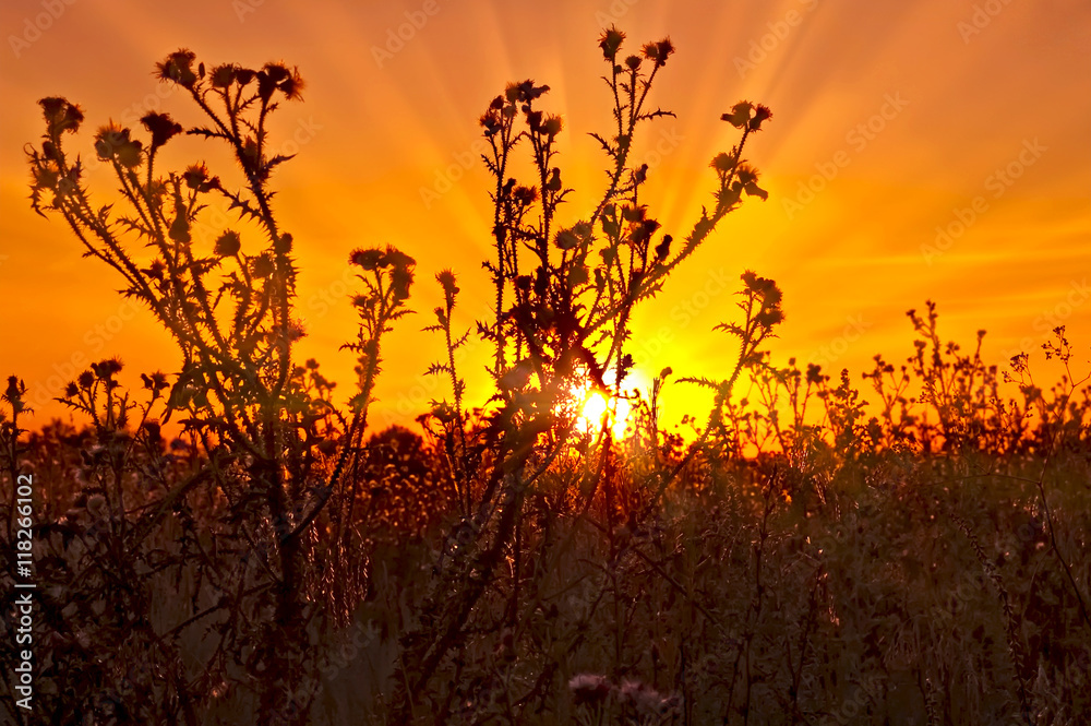 Obraz premium Zachód słońca na tle ostów