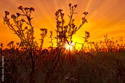 Sunset against background of thistles