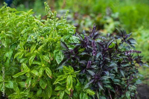 Fresh harvesting basil
