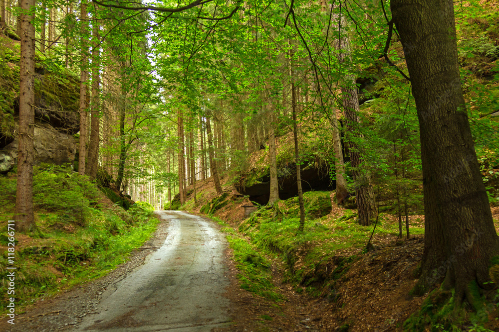 Fototapeta premium Waldweg