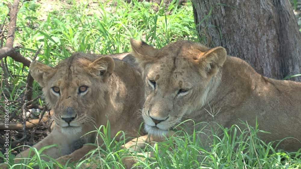 Lionesses resting in the shade of a tree
