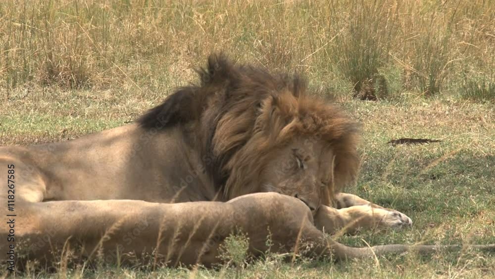 Lions resting in the shade on the savanna Lions resting in the shade on the savanna