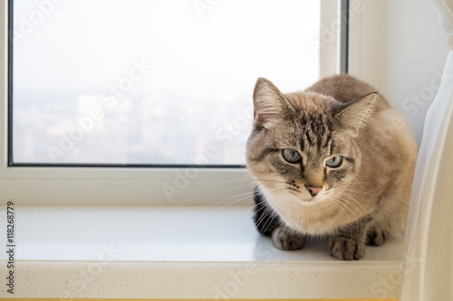 Wallpaper Mural Beautiful grey cat sits on white windowsill in apartment. Torontodigital.ca