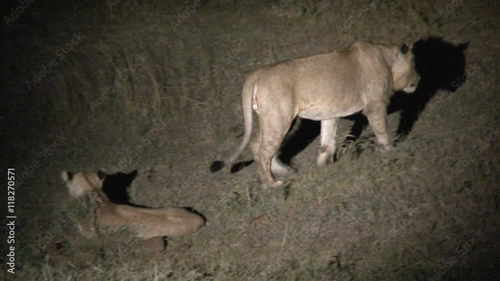 Pair of Lionesses wrestling at night Pair of Lionesses wrestling at night