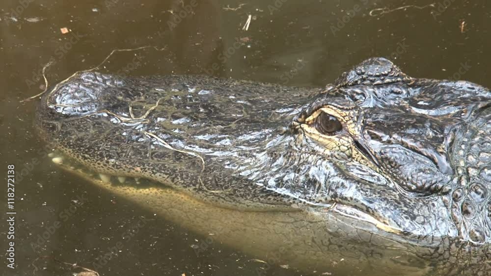 Nile Crocodile half-submerged in water Nile Crocodile half-submerged in water