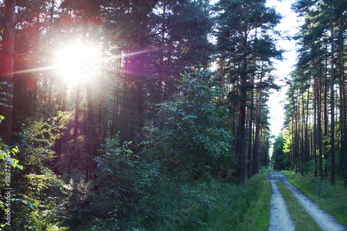 Morning forest