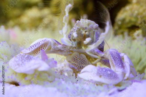 dotted Anemone Crab � Neopetrolisthes ohshimai close up photo