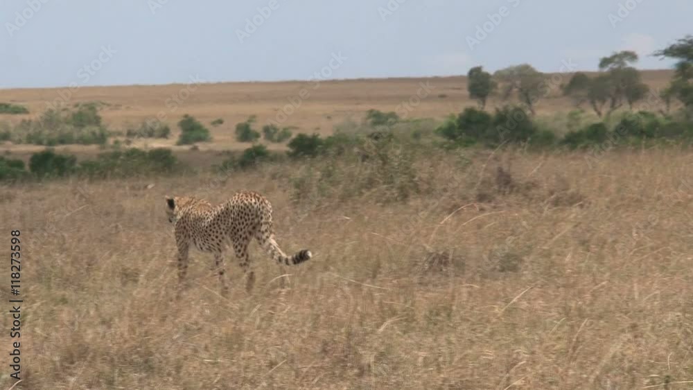 Cheetah walking on the savanna Cheetah walking on the savanna