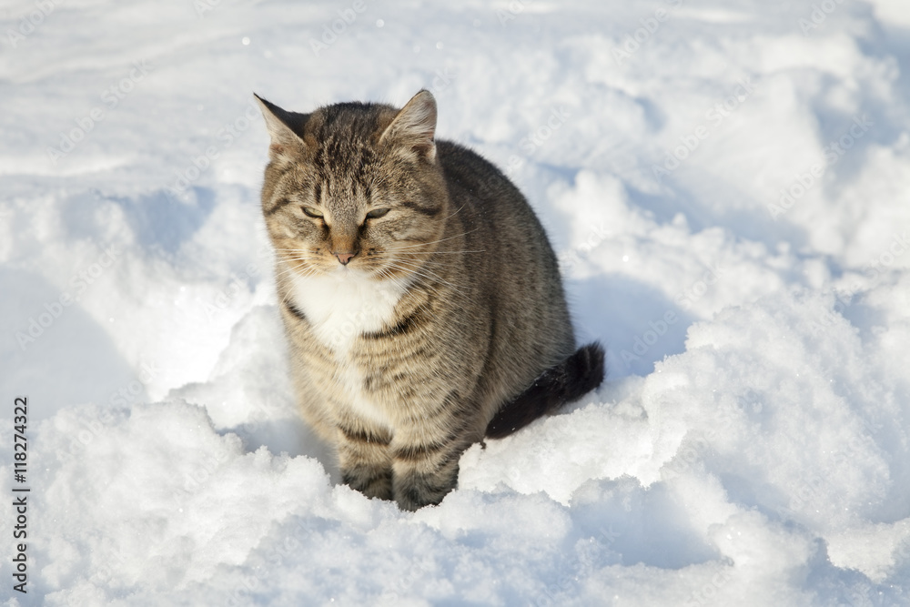 Siberian cat in the snow in the winter