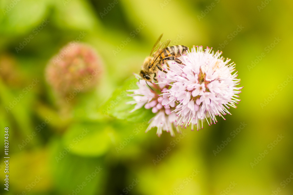 Fototapeta premium bees on flowers meadow