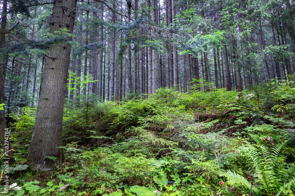Obraz premium Deep moss forest landscape in summer. Background trees.