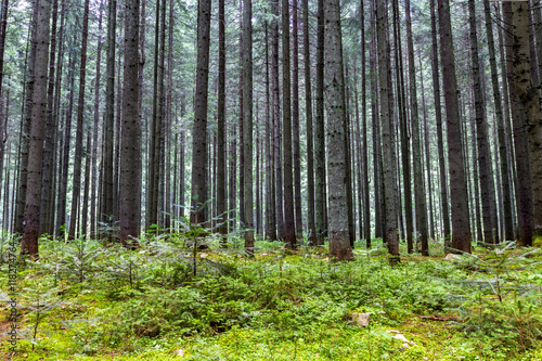 Deep moss forest landscape in summer. Background trees.