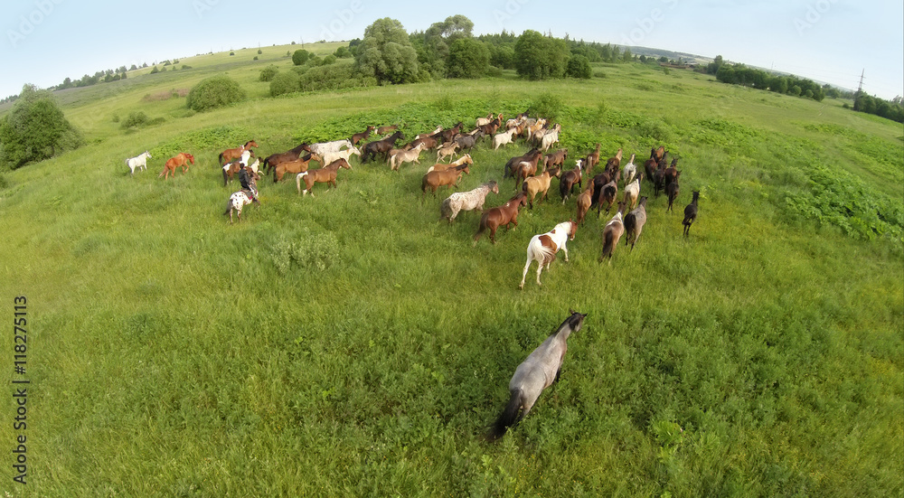 Aerial view of the group of horses eating grass in a field on the horizon.