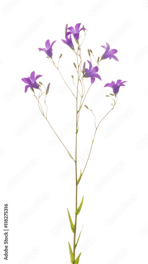 Naklejka premium Flowers wild bluebell