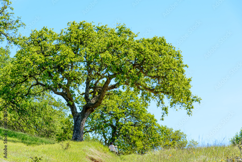 Green Tree and Hiking Trail Under Blue Sky