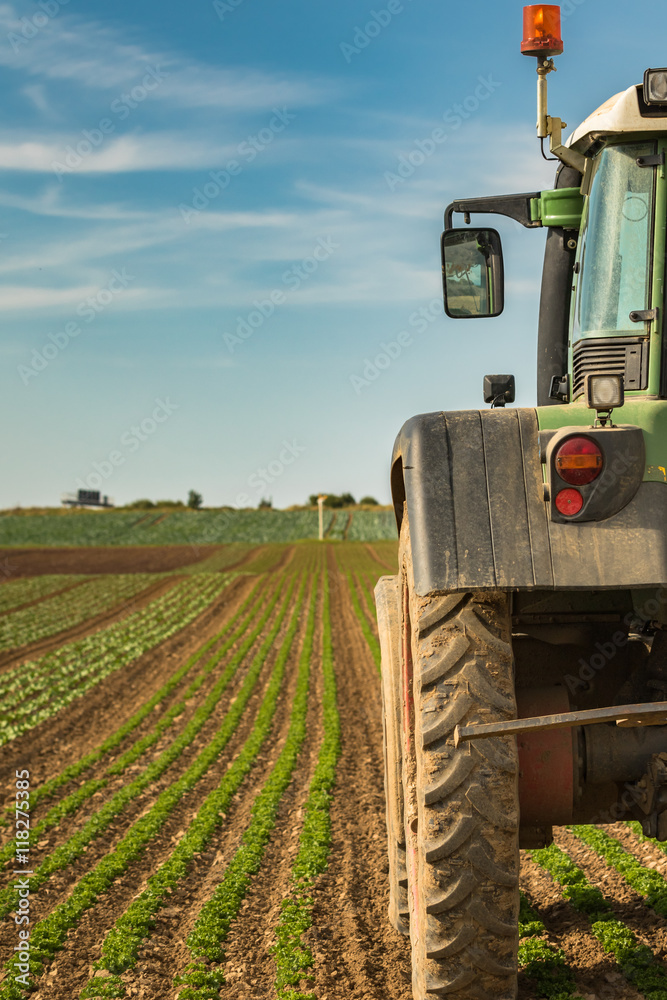 Fototapeta premium Modern agriculture with tractor on a salad field