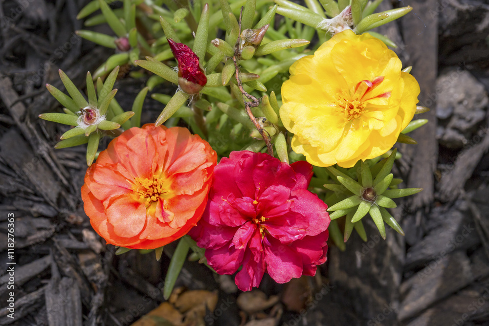 Three Portulaca Flowers Three Portulaca Flowers