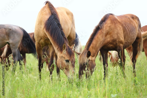 Beautiful horses graze on grass field