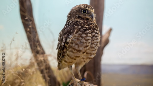 Beautiful owl sits on branch and blinks in aviary at zoo. photo