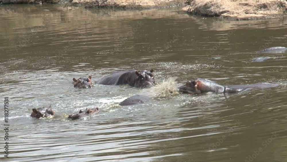 Herd of Hippopotamuses swimming in the water Herd of Hippopotamuses swimming in the water