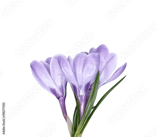 Fototapeta Naklejka Na Ścianę i Meble -  Violet flower of crocus isolated