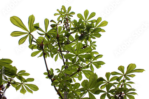 young leaves on chestnut branches above against white background photo