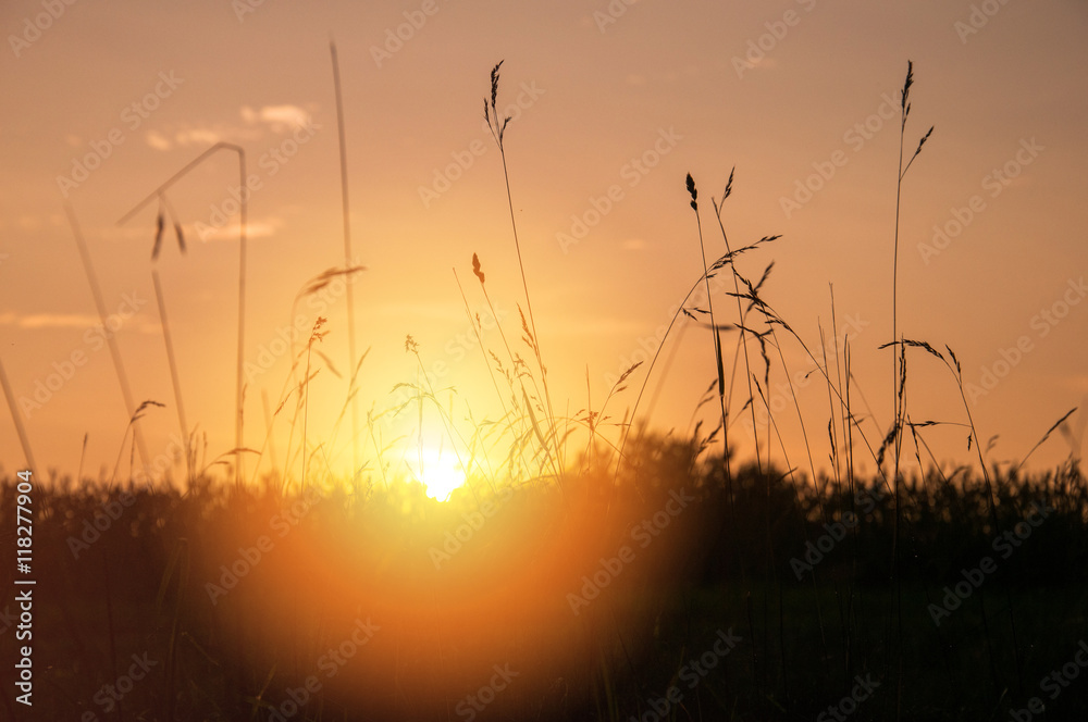 Dry grass on sunset