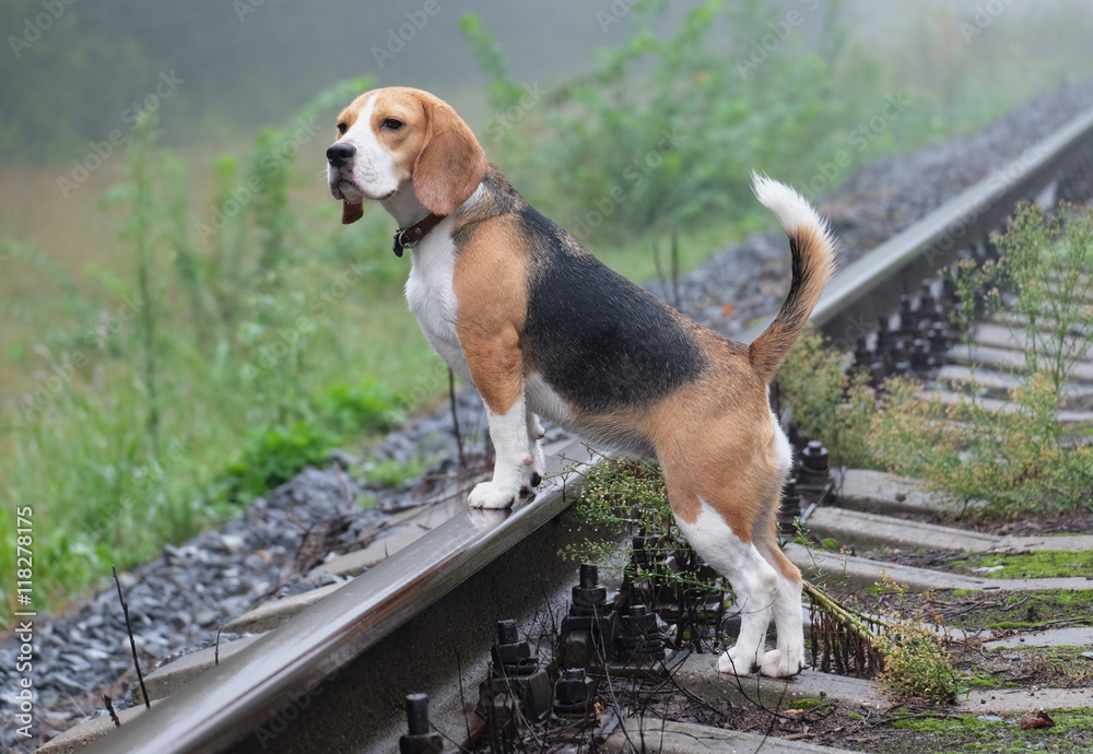 Собака породы бигль на прогулке туманным утром стоит на рельсах и смотрит вдаль
