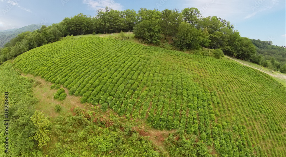 Tea field in mountains with forest at summer day. Aerial view. Photo with noise from action camera