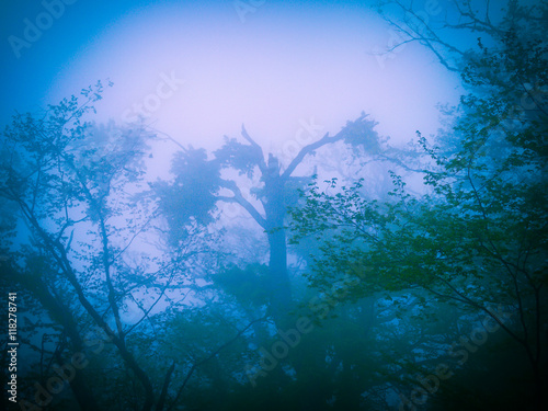 Mysterious forest in fog