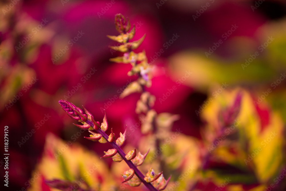 Blumen5 Blumen5