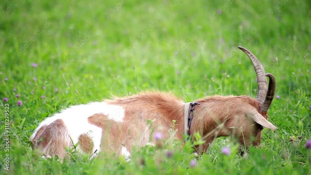Goat, hen and rooster in countryside Goat, hen and rooster in countryside