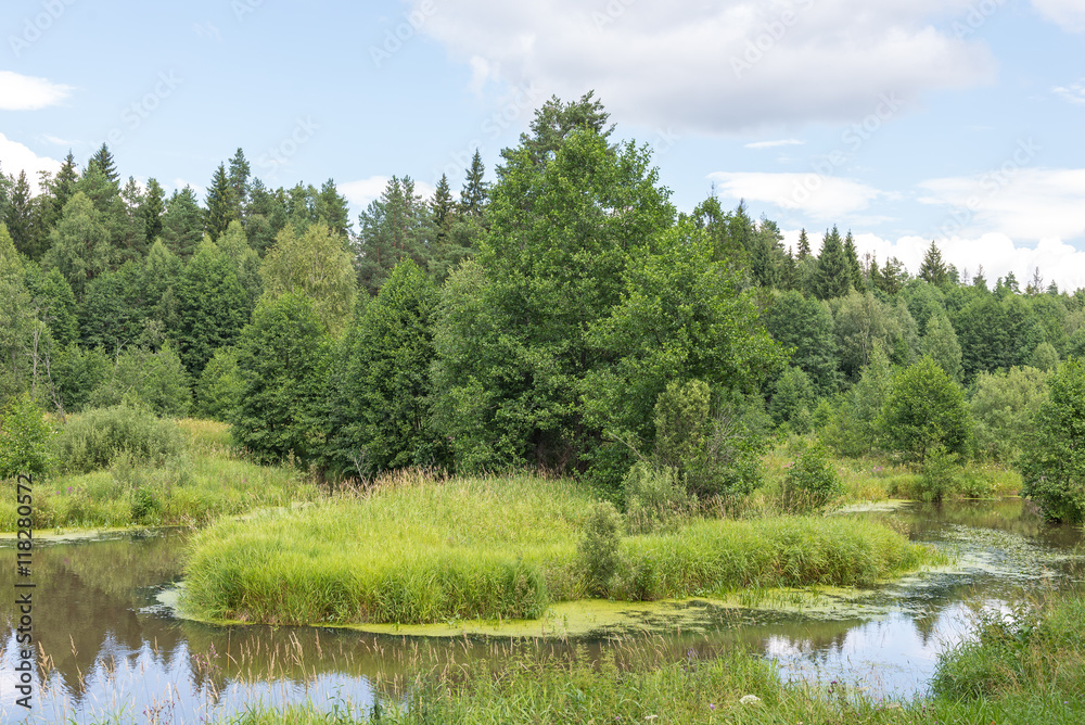 Obraz premium Forest