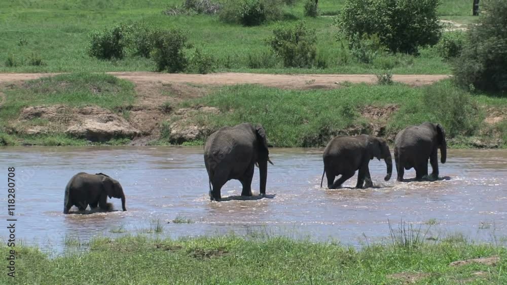 African Elephant calves walking with the herd through a watering hole African Elephant calves walking with the herd through a watering hole