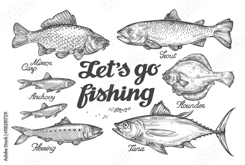 Fishing. Hand drawn vector fish. Sketch trout, carp, tuna, herring, flounder, anchovy