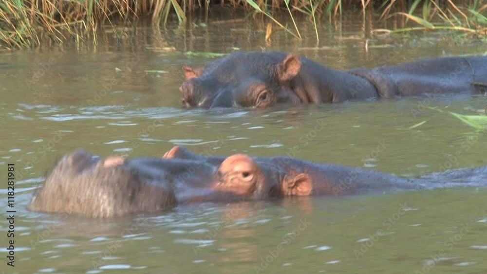 Pair of Hippopotamuses swimming in the water Pair of Hippopotamuses swimming in the water