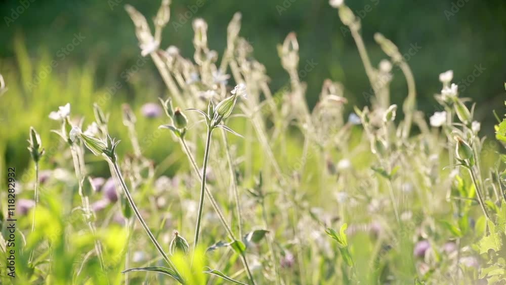 Silene Vulgaris or Balder Campion field flowers Silene Vulgaris or Balder Campion field flowers