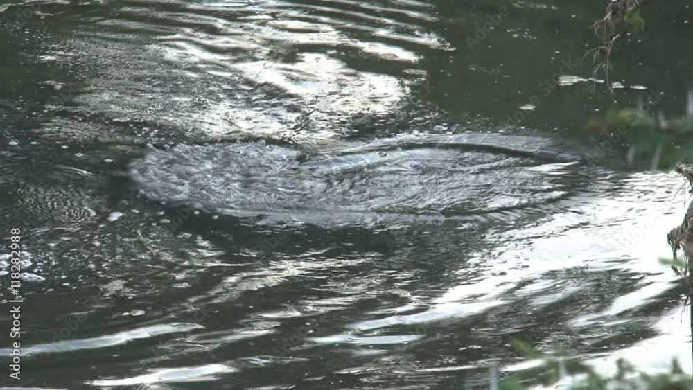 Pair of Hippopotamuses half-submerged in water Pair of Hippopotamuses half-submerged in water