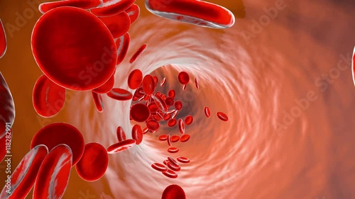 Flowing Erythrocyte Cells in a Vein or Artery.		
