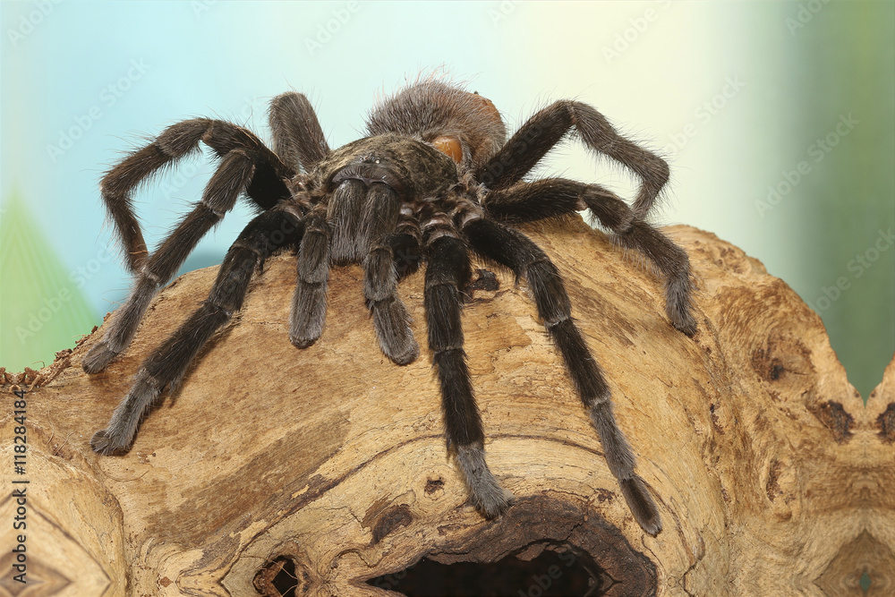 Stockfoto Mexican black velvet tarantula on the branch | Adobe Stock