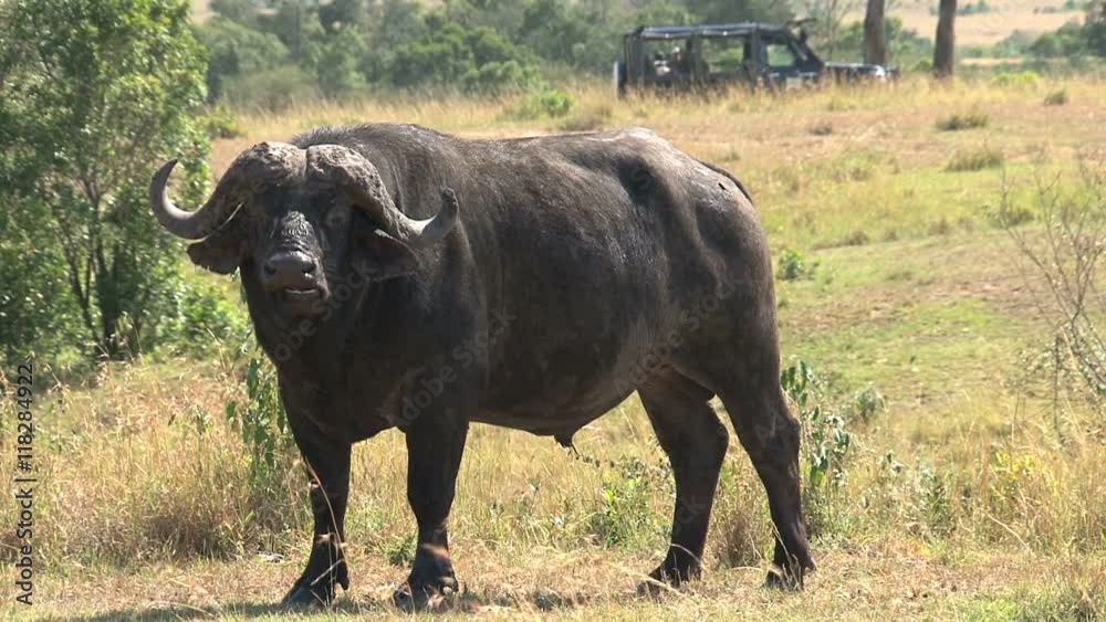 African Buffalo grazing on the savanna African Buffalo grazing on the savanna