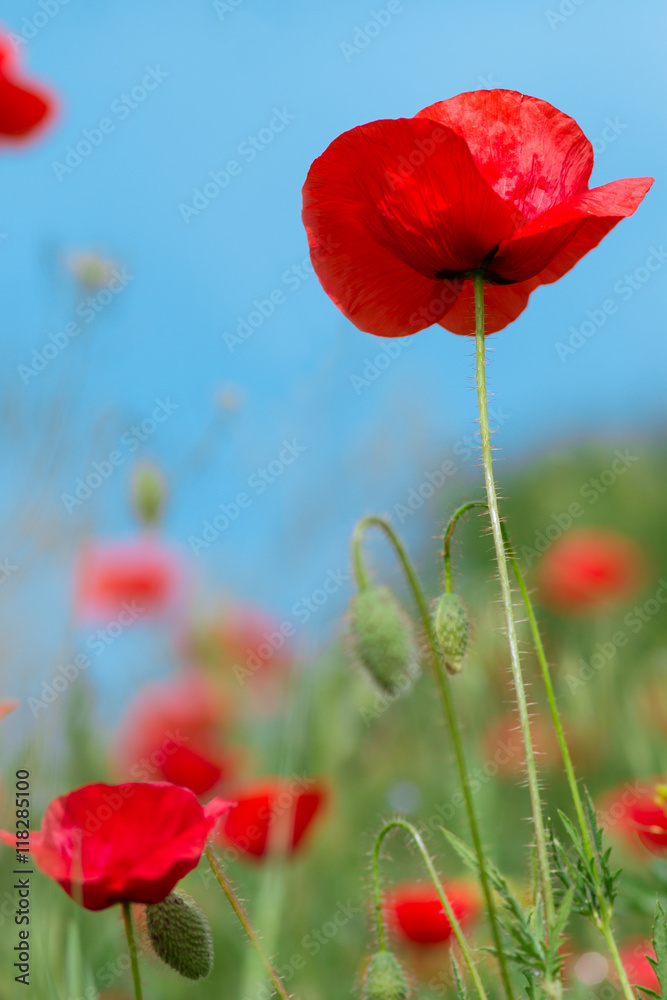 Obraz premium Scarlet poppies on the sky