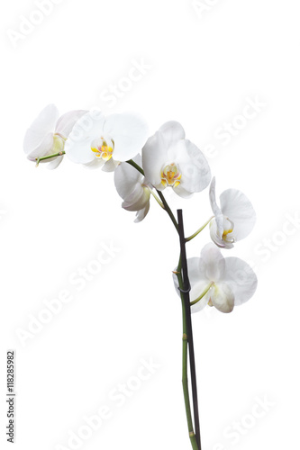 White orchids flowers isolated on a white background