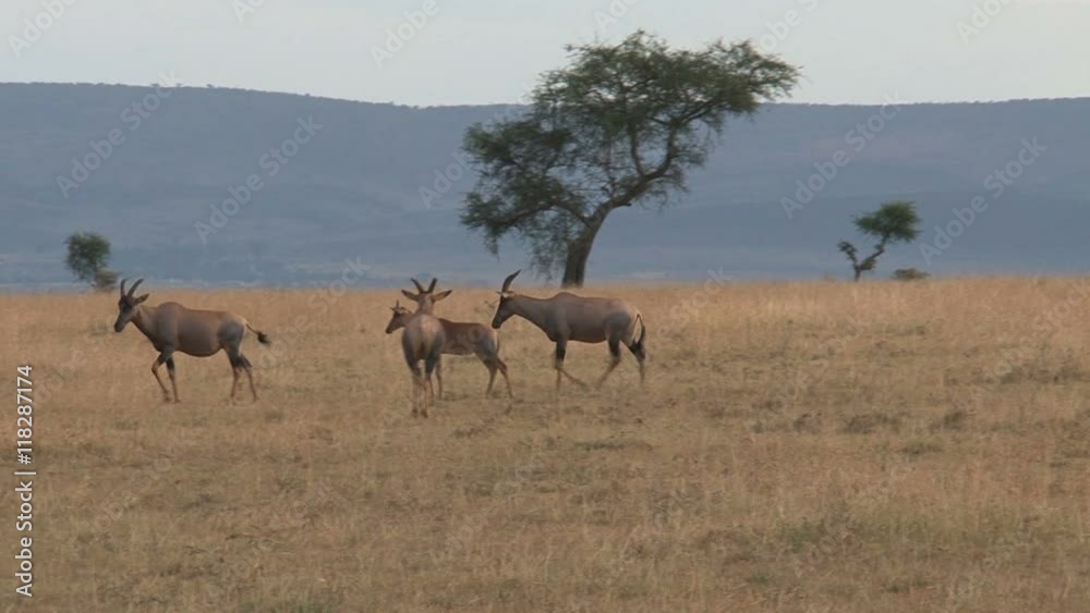 Antelope grazing and walking on the savanna Antelope grazing and walking on the savanna