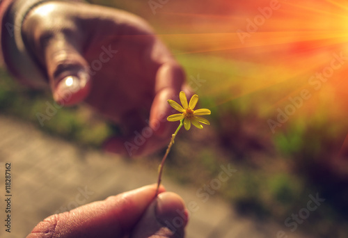 Hand gives a wild flower with love at sunset