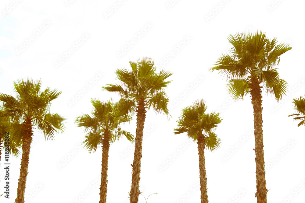 Fototapeta premium palm tree top view