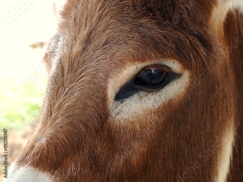 Closeup of donkey
