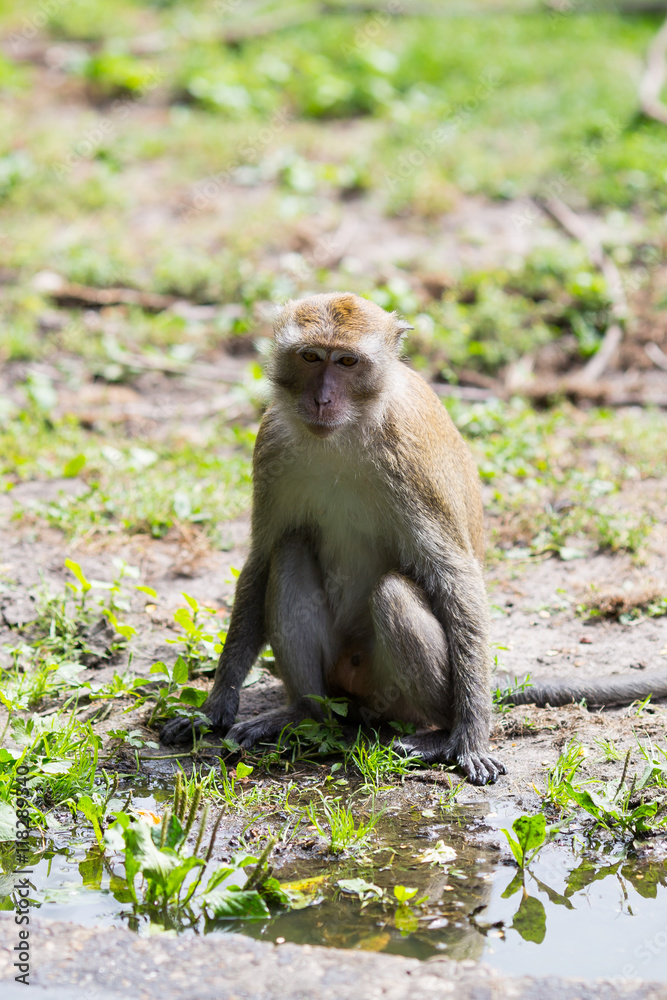 Monkey family at the water.